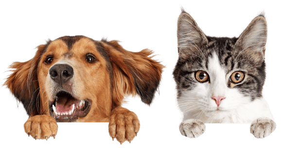 犬猫